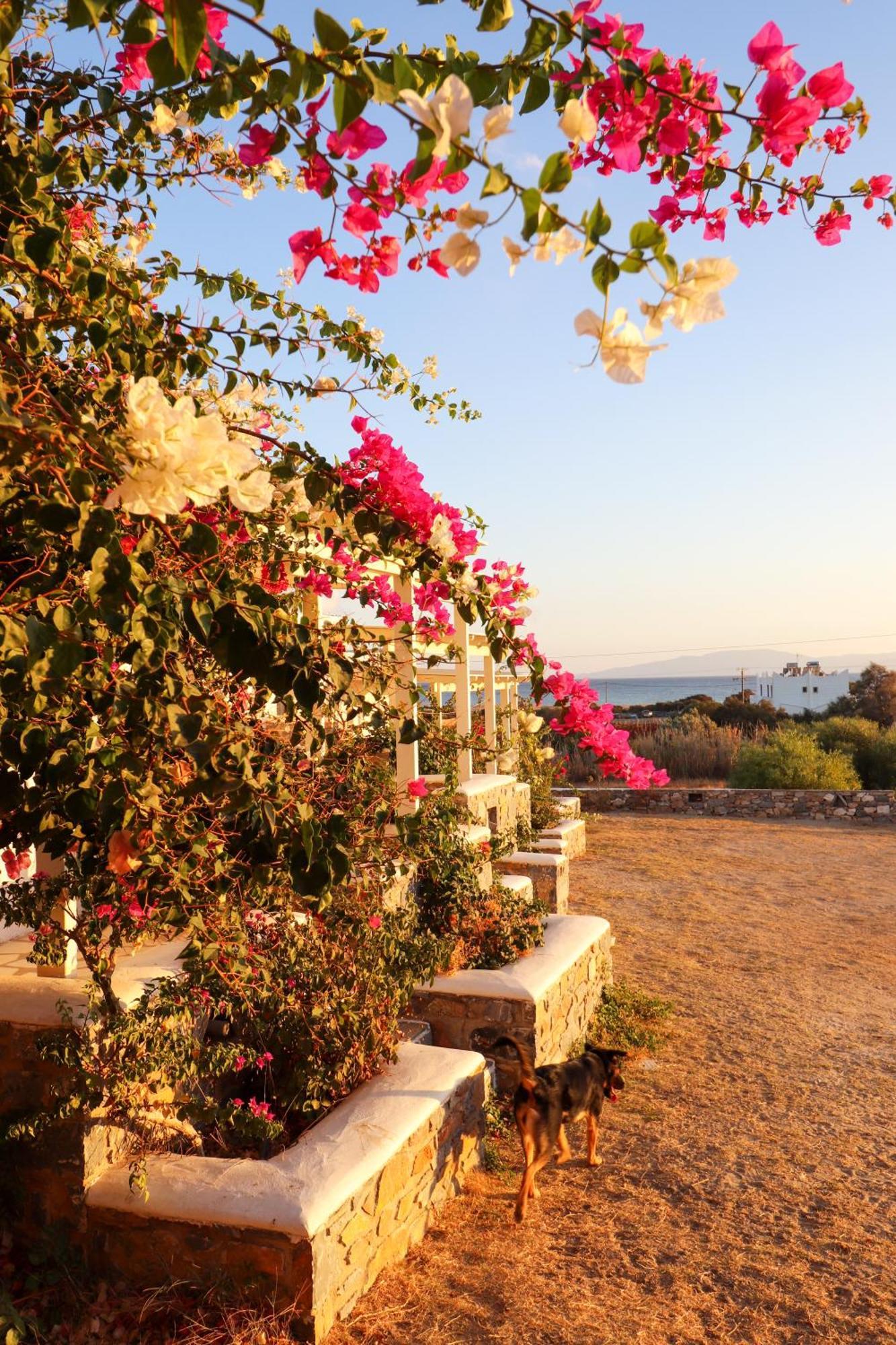 Sunny Studios Naxos Aliko Beach Bagian luar foto