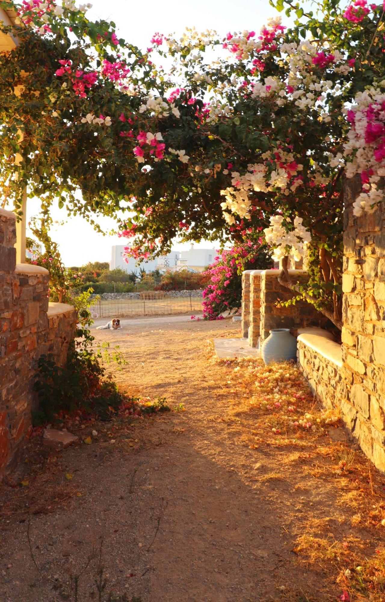 Sunny Studios Naxos Aliko Beach Bagian luar foto